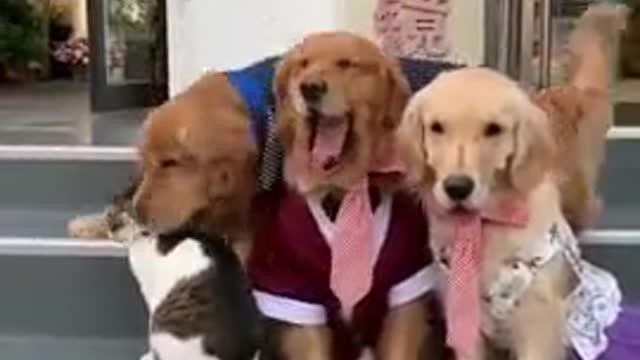 Dog and cat photos