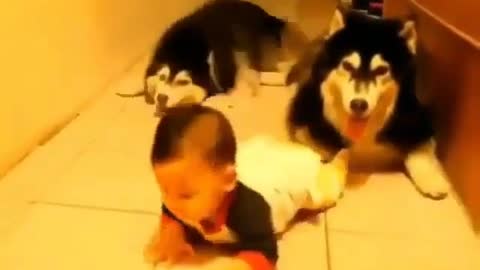 The dog that loves children the most