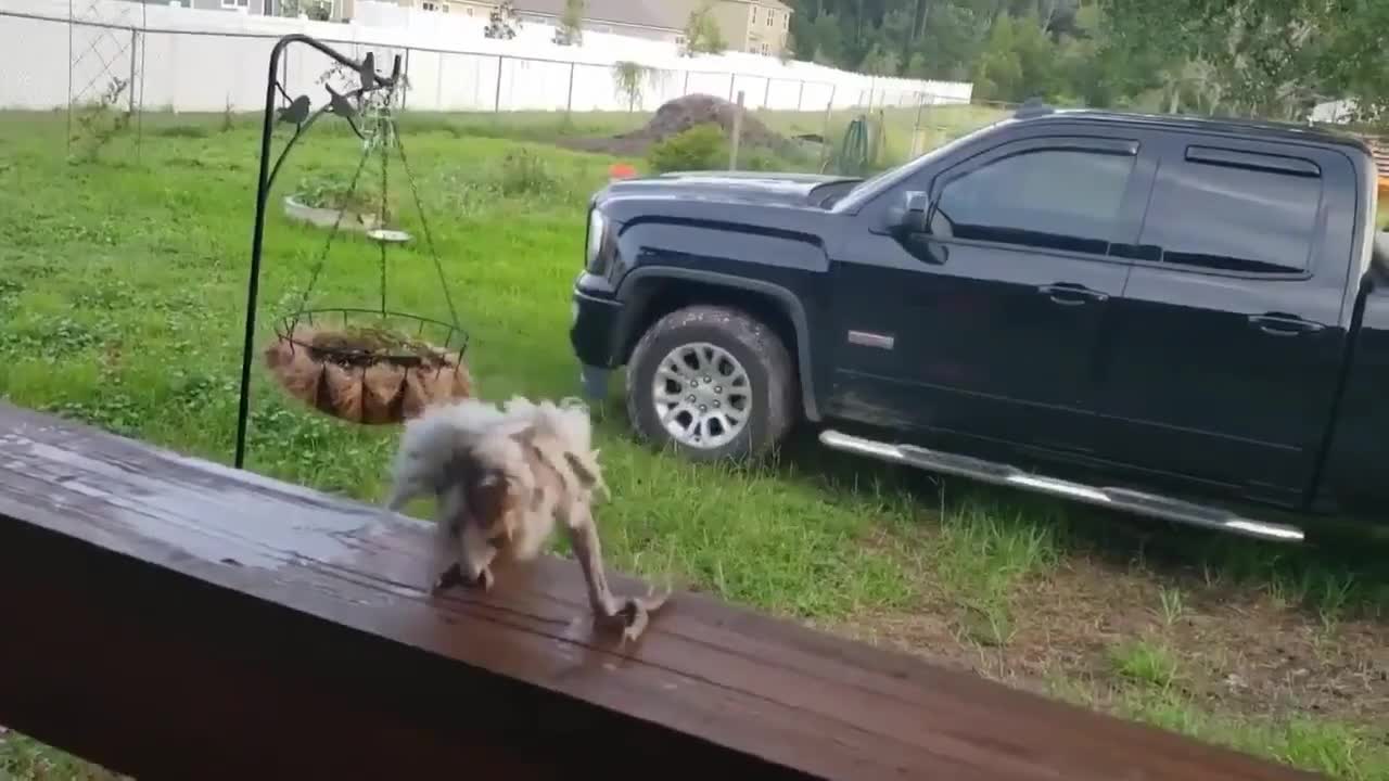 Jamming cockatoo