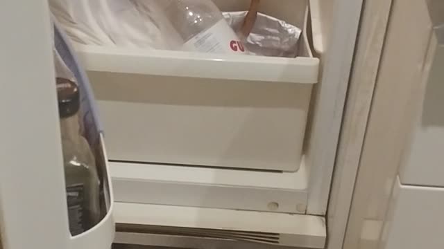 Crazy Cat Loves Chilling In The Refrigerator