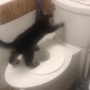 Cat trained to use human toiled.