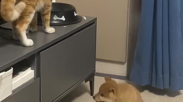 The little cutie who wants to jump on