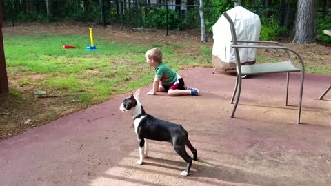 Don't do these at home or outside! | dog video compilation