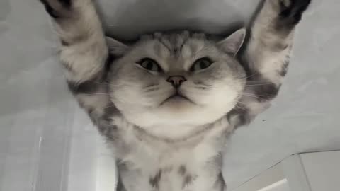 Cute Cat Is Lying On The Floor🥰🥰🥰