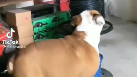 Perro Fitness