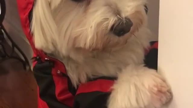 Sad white dog standing in red jacket