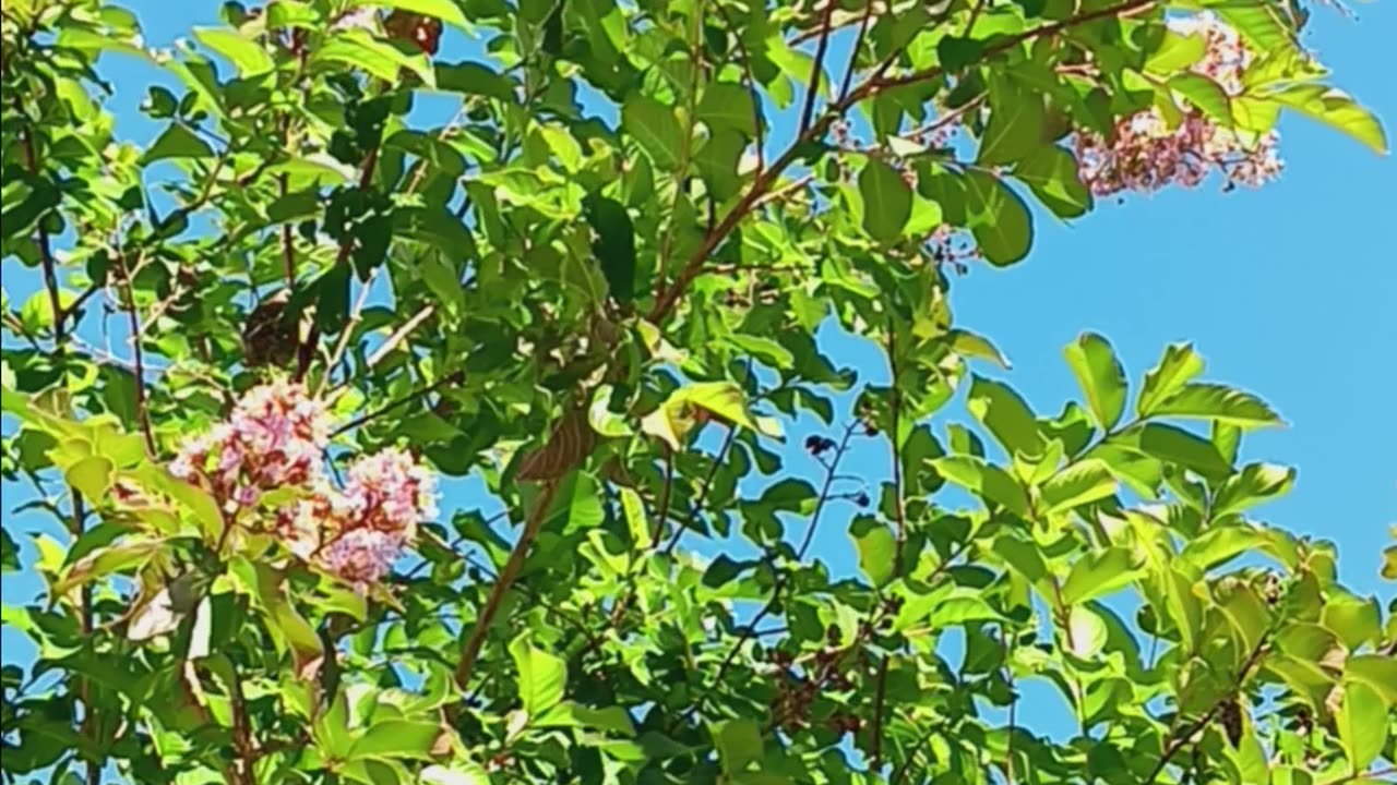 Beautiful tree with a nice breeze