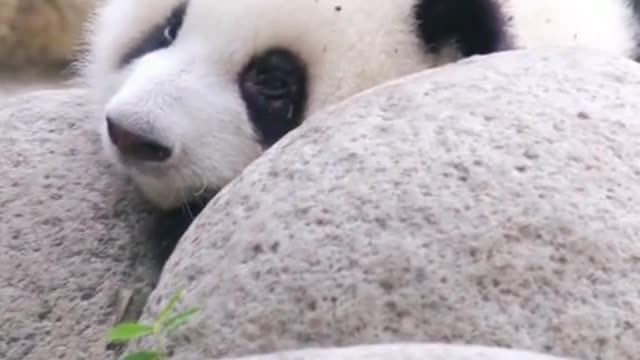 This cute panda is enjoying his life