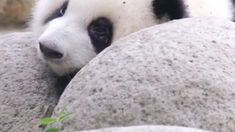 This cute panda is enjoying his life