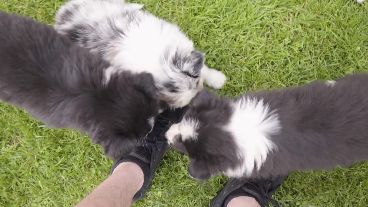 A group of cute little puppies plays with a man's shoelaces - closeup