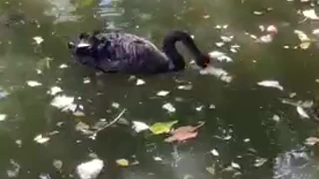 A goose that focuses on playing with goldfish