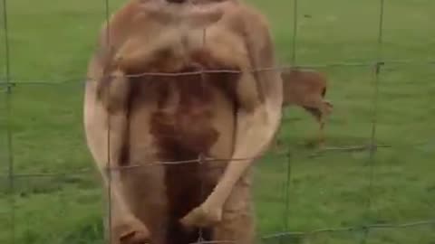 Kangaroo On Steroids