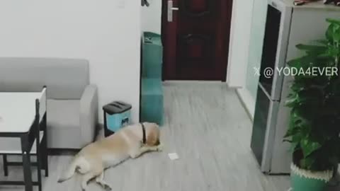 Sneaks then hides the evidence