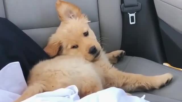 I'm so angry if I don't have my own tail