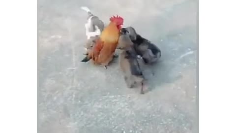 Puppies play with chickens