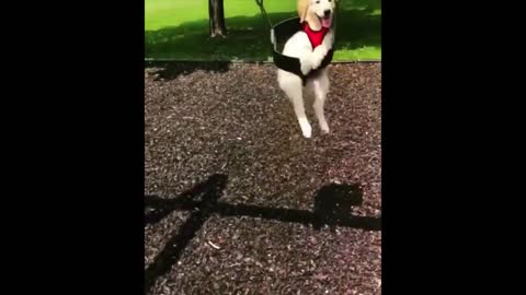 the puppy enjoys life