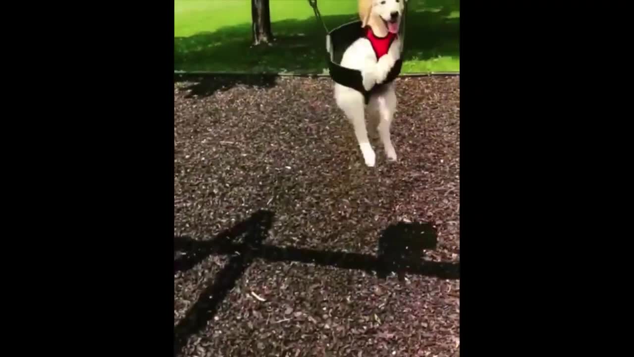 the puppy enjoys life