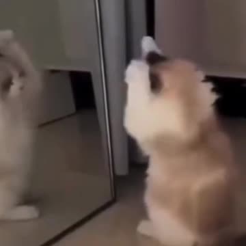 Fanny Cat Video and Kittecat Cat Video