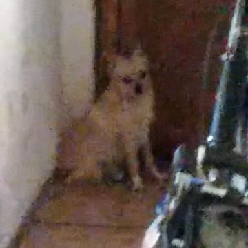 The dog is very much missed by owner!