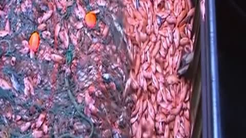 A lot of Fish we catch