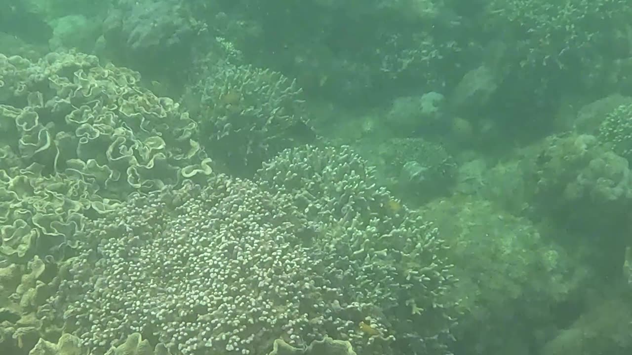 Snorkeling Adventure: Witnessing New Corals Bloom on the Reef