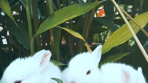 Pet freeders and puppies