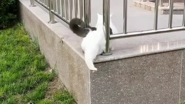 Funny cat fail to do this task