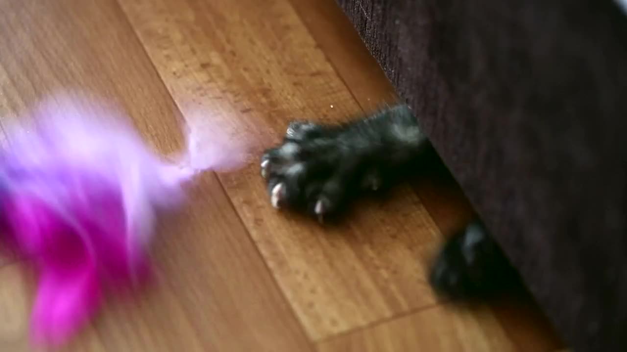 Playful kitten under the couch