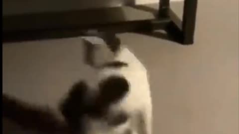 My Cat Are Mad 😂 Round and round