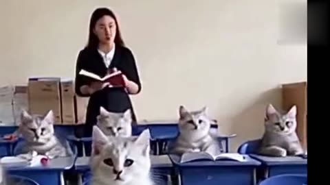 Cats study in the classroom