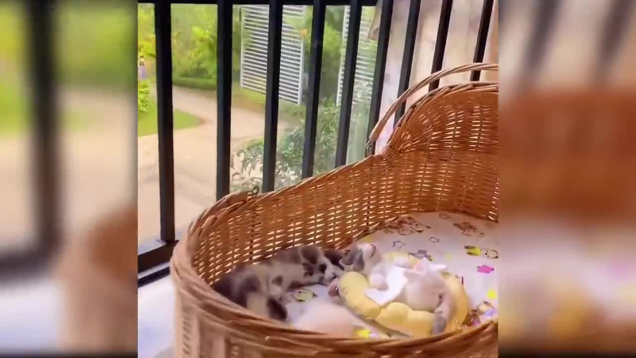 babycat_funnycats best video