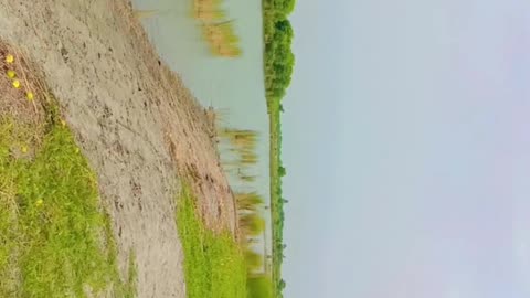 Beauty 😍 of village river #🌺🏞️🏞️🏞️🏞️👑#