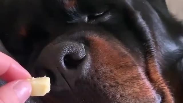 Rottweiler eats cheese in sleep!!