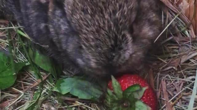 Mini Lop Baby Bunny Eating a Strawberry