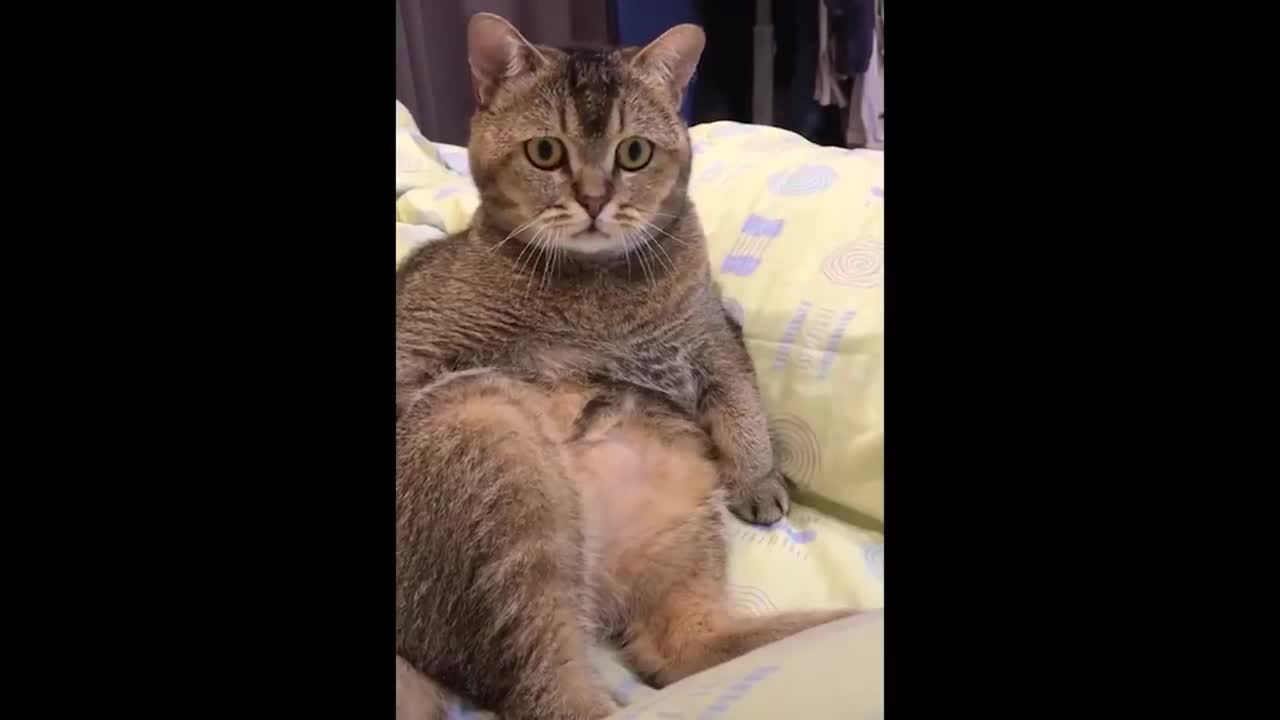 Best Funny Animals Video 2022 - Newest Cats😹 and Dogs🐶 Videos of the Week!