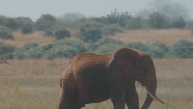 Deep jungle elephant