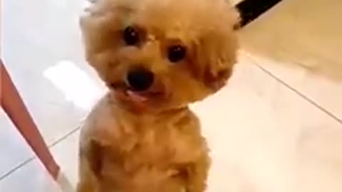 Funny dogs video