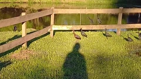 Pássaros 🐦 maçaricos na praça de arroio do meio