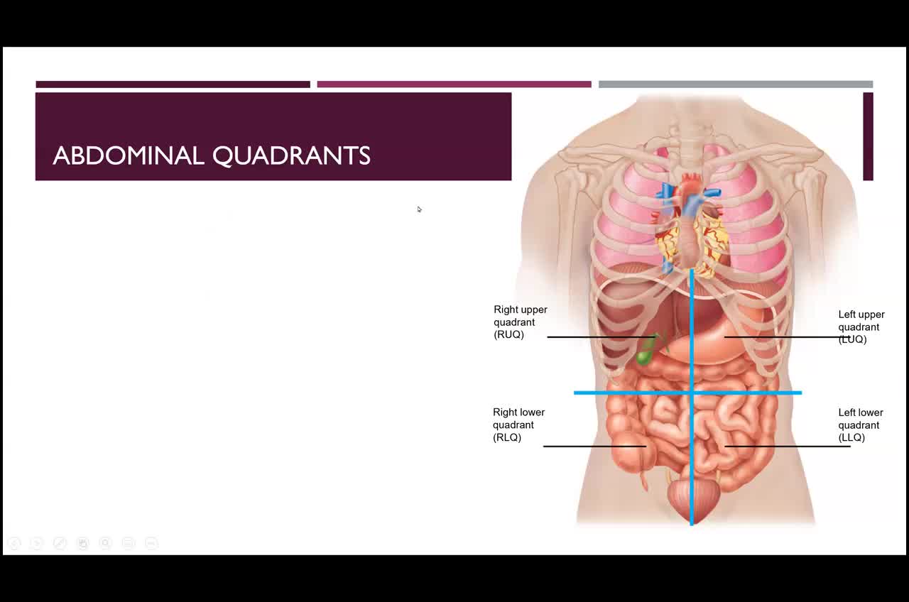 Body Regions - Intro to Lab