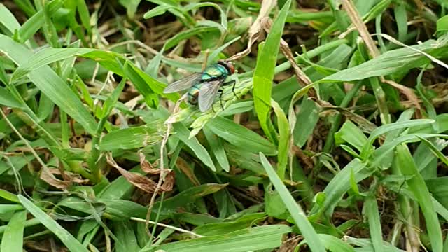 A fly in the Wild