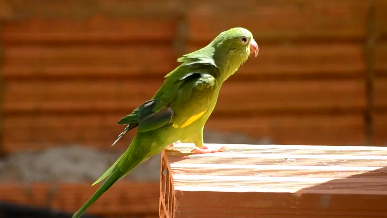 Colorful parrot bird