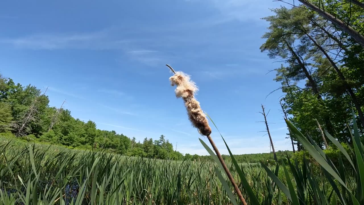 Cattail