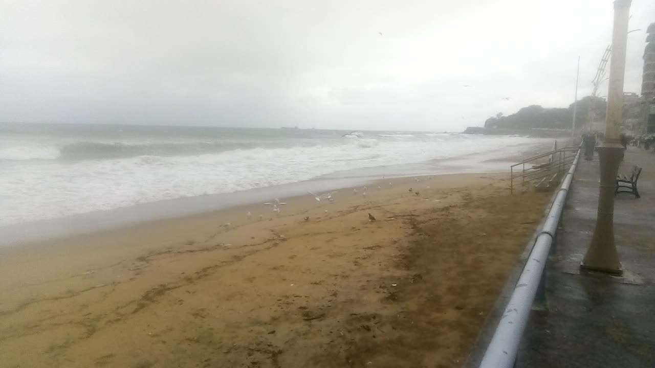 Gulls and pigeons together on a beach in the Mediterranean