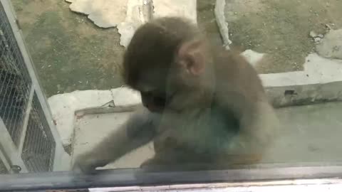 This monkey is eating