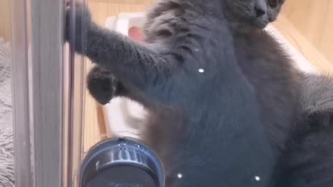 A cute cat
