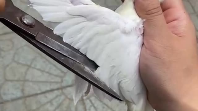 How to properly clip feathers