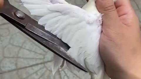 How to properly clip feathers