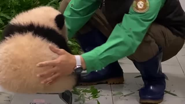 Cute panda funny video....so innocent panda video