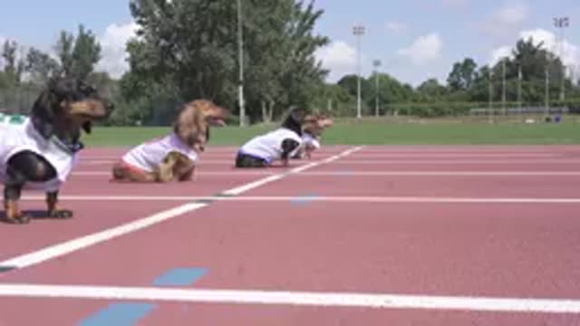 💯 meter dog race