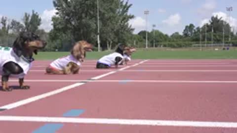 💯 meter dog race